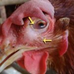 Egg incubation methods: A complete guide for successful hatching