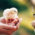 Causes of low egg production in Poultry