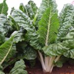 Best fruits to grow commercially