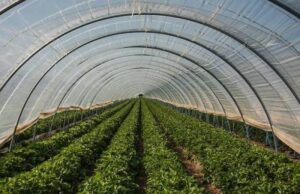 Inside a plastic-covered greenhouse with long, straight rows of leafy green crops receding into the distance.
