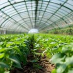 Mineral supplements for dairy cows: Why they matter for milk production and herd health