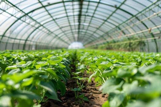 Rows of young green plants growing in soil inside a curved glass greenhouse fissure.