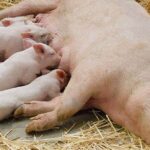 Pig farming| Profitable pig fattening business