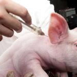 Zero grazing setup costs: How much do you need to start a profitable dairy farm?