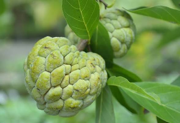 Green, bumpy fruit growing on a branch with broad green leaves in the background.