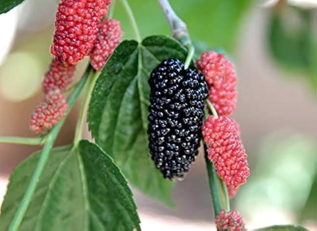 Close-up of a ripe black mulberry contrasted with surrounding red mulberries on a branch with green leaves