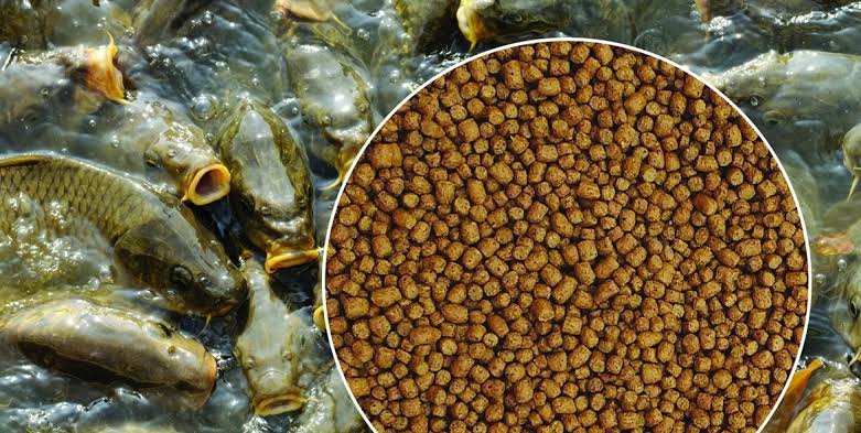 Circular inset shows brown fish pellets; main image shows fish in water likely feeding or crowded in a tank.