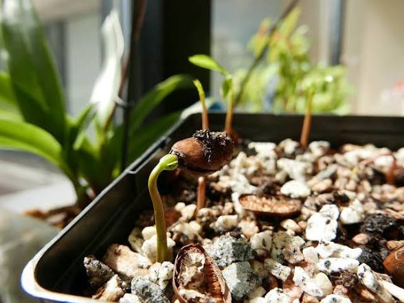 Two young green seedlings sprouting from seed coats in a tray filled with rocky, perlite-like growing medium by a window.