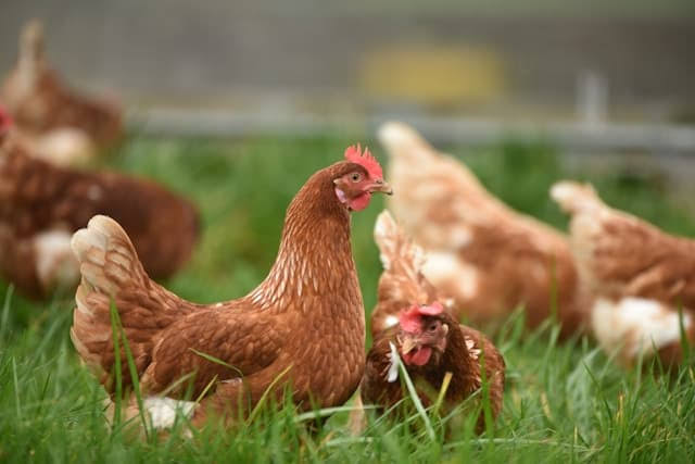 Brown hen in the foreground with a red comb among others, pecking in a grassy yard.