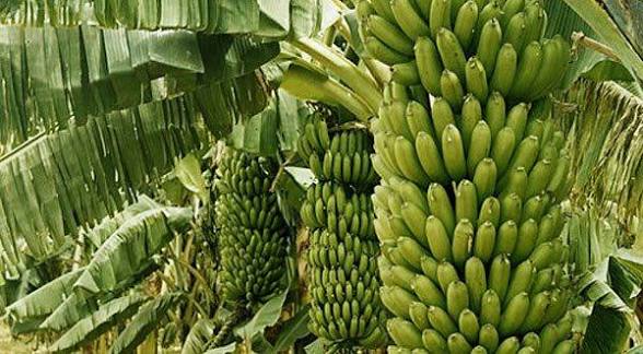 Banana trees with large green leaves and several clusters of unripe green bananas growing on them in a tropical setting.