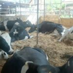 Banana farming for profit: Key factors that make or break your margins