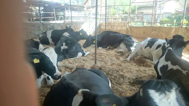 Several black-and-white dairy cows lying down in a sandy pen inside a barn. A metal pole and fencing are visible in the background.
