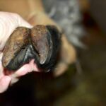 Spirulina farming: A complete guide to profitable spirulina production