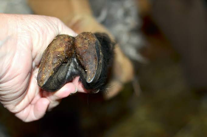 Close-up of a dog's foot with dirty, overgrown nails being held by a person's hand.