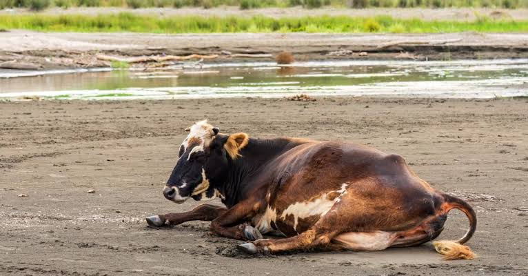 Brown and white cow lying on a muddy riverbank with a shallow water body nearby and green vegetation in the background.