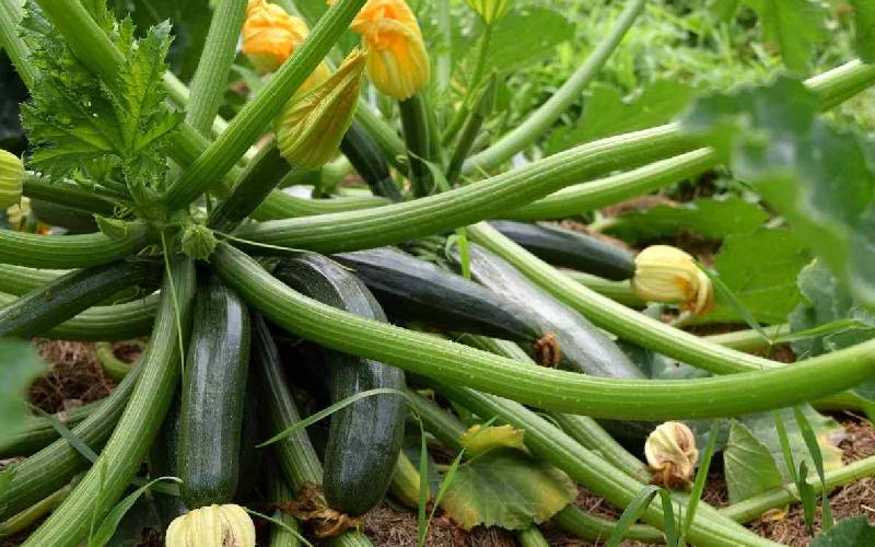 Cluster of dark green zucchini growing on vines with yellow flowers in a garden to indicate harvests
