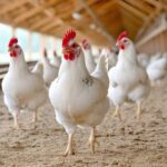 Ushirika Day 2026: Why CoopsDay Theme Focuses on Building a Peaceful World