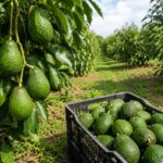 Deputy Governor David Kones urges farmers to embrace innovation at Nakuru ASK International Show