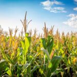 Soil erosion control techniques in Kenya: Protecting the land that feeds our nation