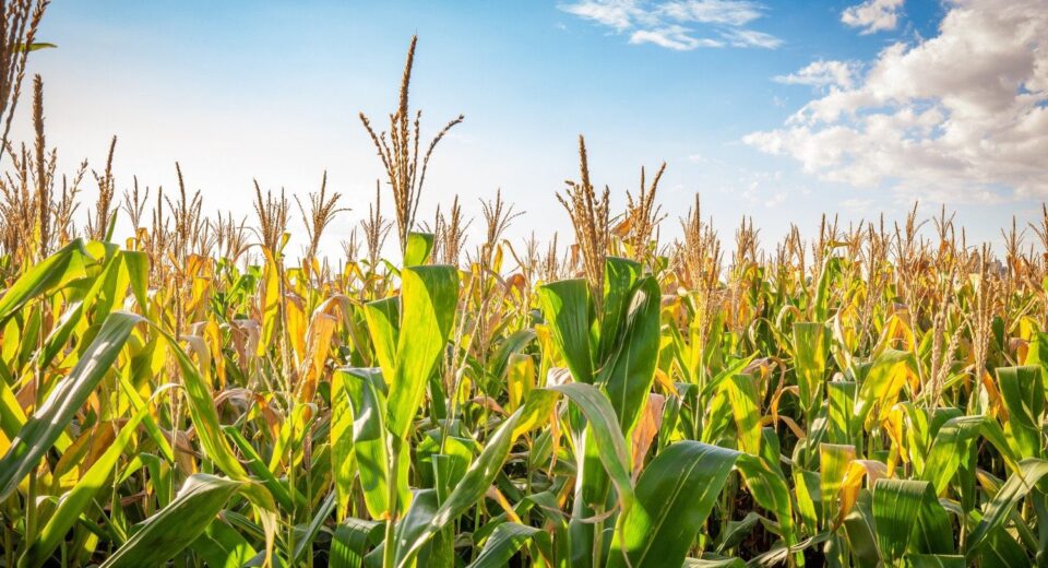 Cornfield with tall green stalks and brown-tan tassels under a blue sky.