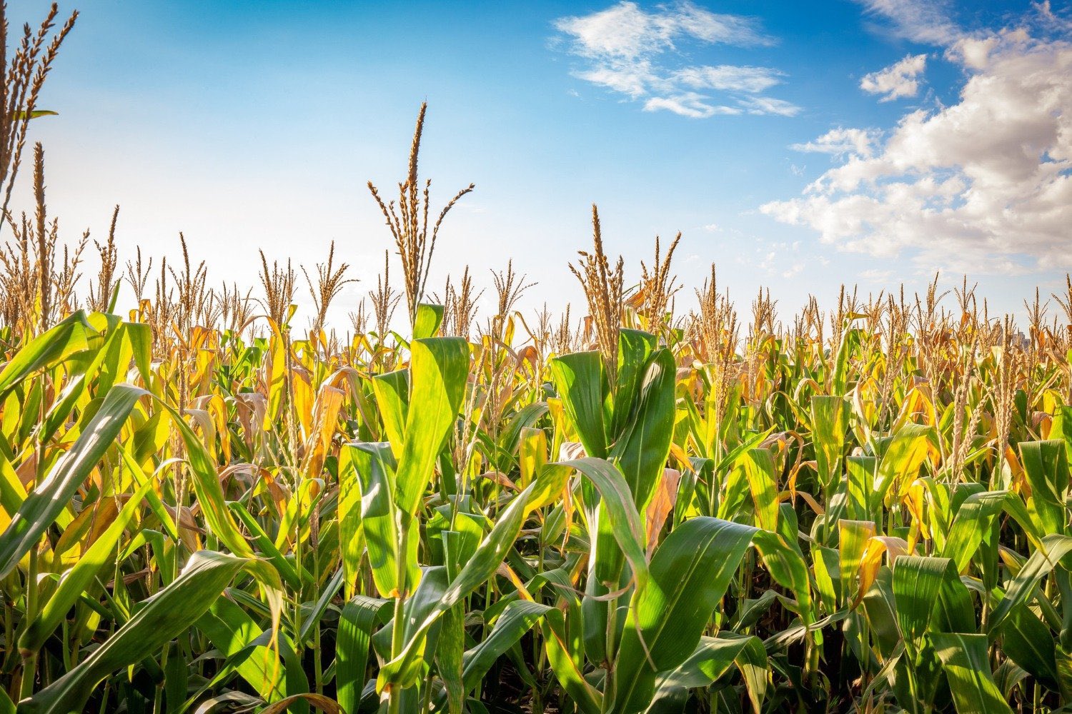 Cornfield with tall green stalks and brown-tan tassels under a blue sky.
