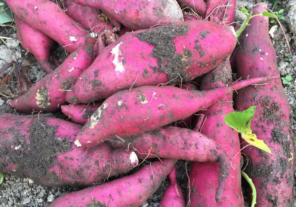 20260723_082513 - Sacco Trend Magazine Pile of freshly dug purple sweet potatoes with soil on their skins resting on bare ground.