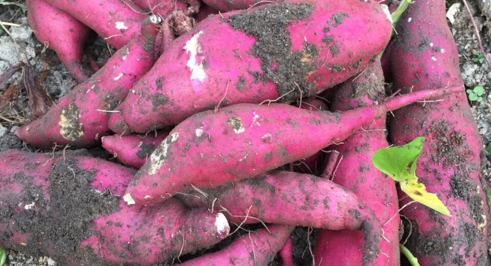 Pile of freshly dug purple sweet potatoes with soil on their skins resting on bare ground.