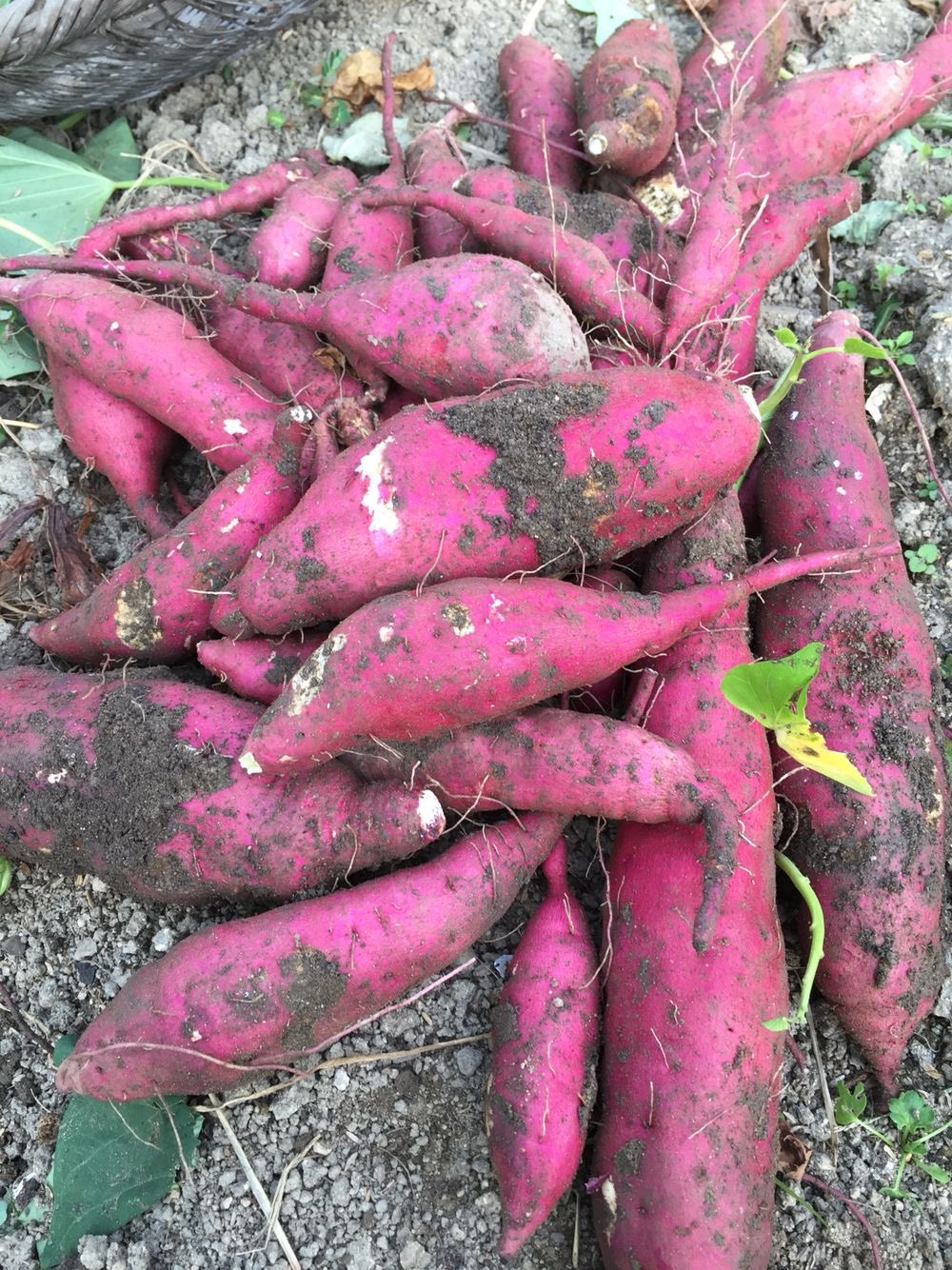 Pile of freshly dug purple sweet potatoes with soil on their skins resting on bare ground.