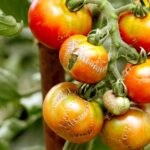 Why are your Avocados falling before maturity? causes and practical solutions for better harvests