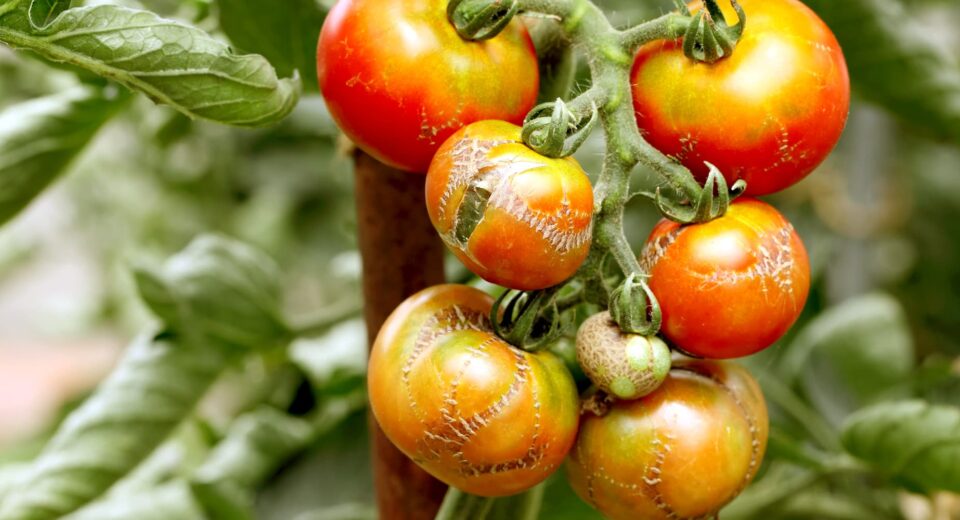 Cluster of ripe tomatoes on the vine with green leaves
