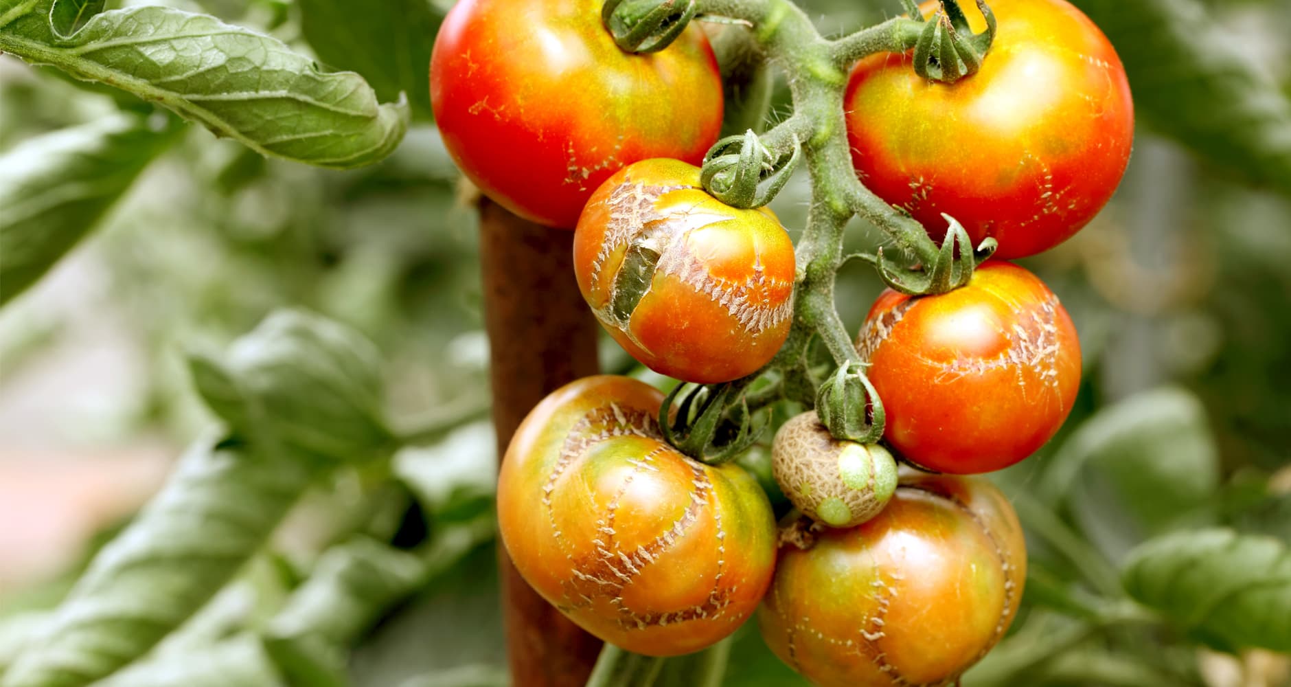 Cluster of ripe tomatoes on the vine with green leaves