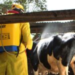 Ornamental fish farming: A profitable agribusiness opportunity for beginners
