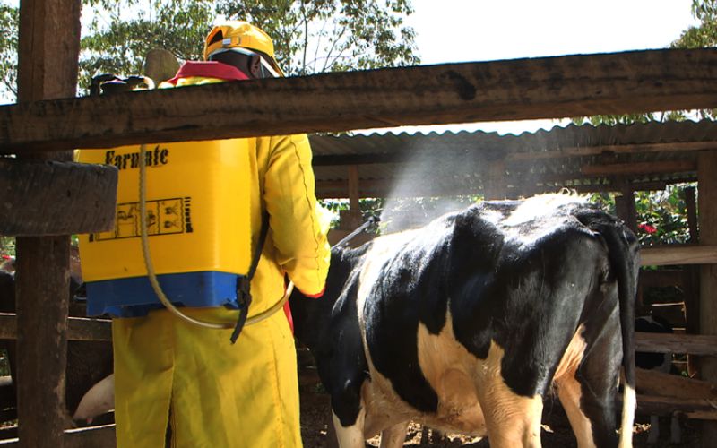 Farm worker in yellow protective suit sprays a cow inside a wooden pen.