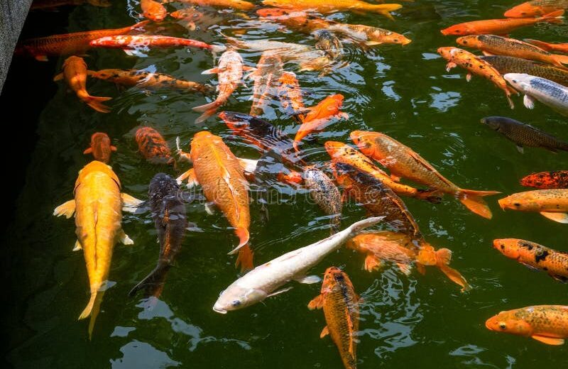 Group of orange, white, and black koi swimming together in a green pond.