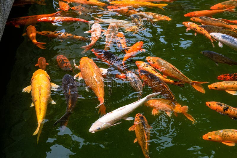 Group of orange, white, and black koi swimming together in a green pond.