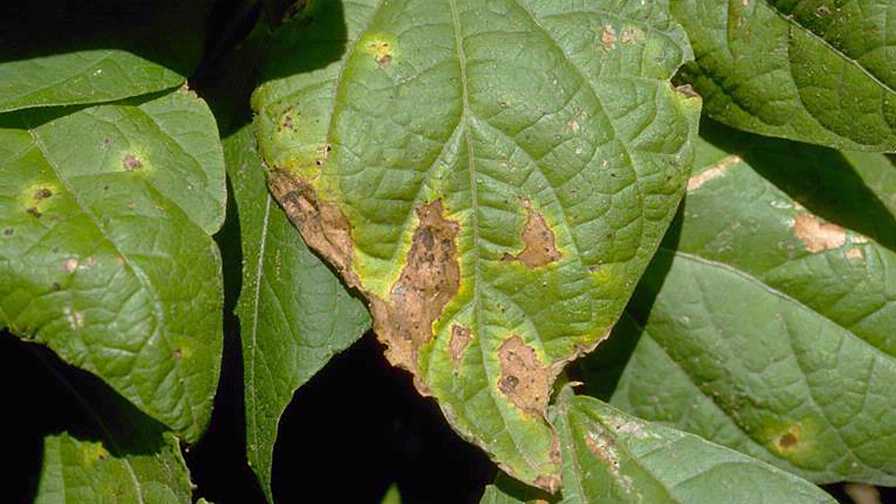 Close-up of green leaves with brown, damaged edges suggesting disease or leaf scorch.
