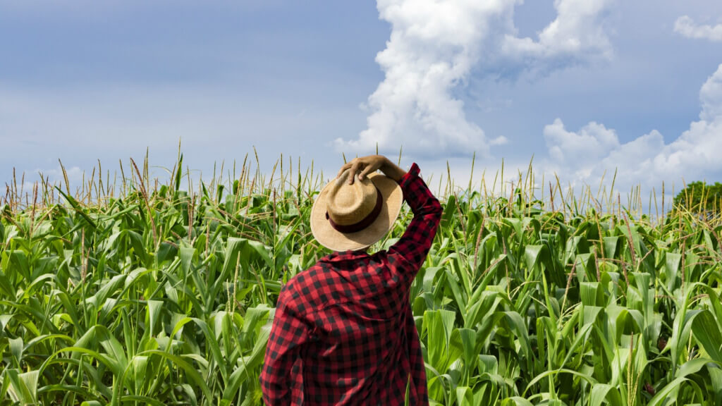 Back view of a person in a red plaid shirt and a straw hat standing in a tall cornfield beneath a blue sky with clouds, surveying the crops.