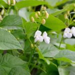 Why your peppers are small: Common causes and practical solutions for bigger, healthier harvests