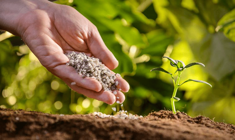 Hands sprinkling granular fertilizer onto soil around a small sprouting seedling in a garden bed