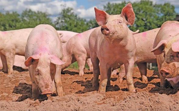 Group of pink pigs standing and rooting in a muddy outdoor pen on a farm with trees in the background.