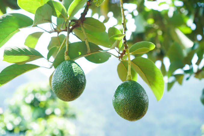 Two green avocados hanging from a branch among bright leaves in sunlight.