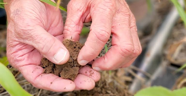 Close-up of wrinkled hands scooping soil in a garden bed.
