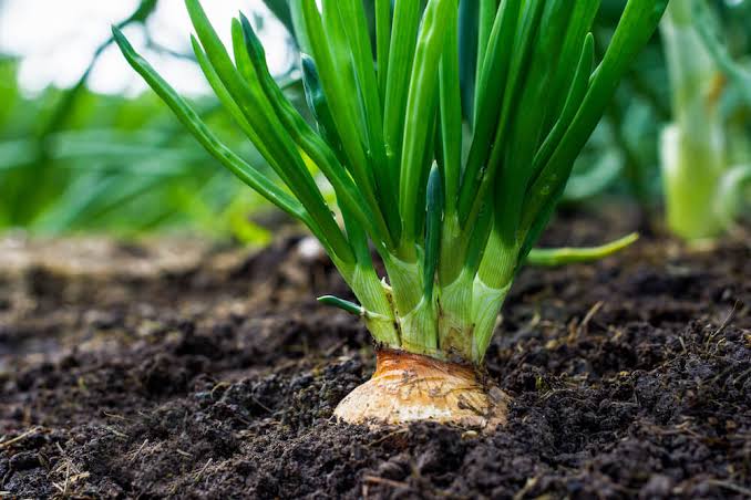 Onion bulb with green shoots growing in dark soil in a garden bed.