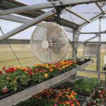 Broiler weight gain tips: How to raise fast-growing and healthy broiler chicken