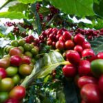 Cheminya irrigation project promises year-round farming for Elgeyo Marakwet farmers