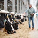 Newcastle disease prevention: A complete guide to protecting your poultry 
