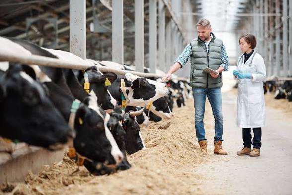 images - 2026-07-24T100350239 - Sacco Trend Magazine Farmer and scientist inspect Holstein cows at a dairy barn, feeding along a trough.