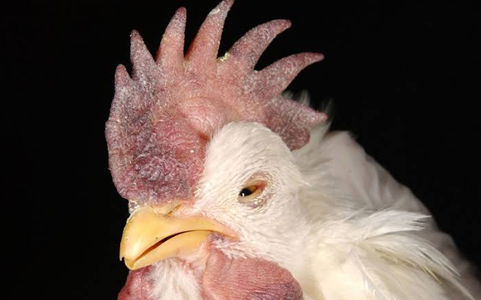Close-up of a white chicken's head showing a red comb and wattles against a dark background, with a yellow beak and orange eye edge.