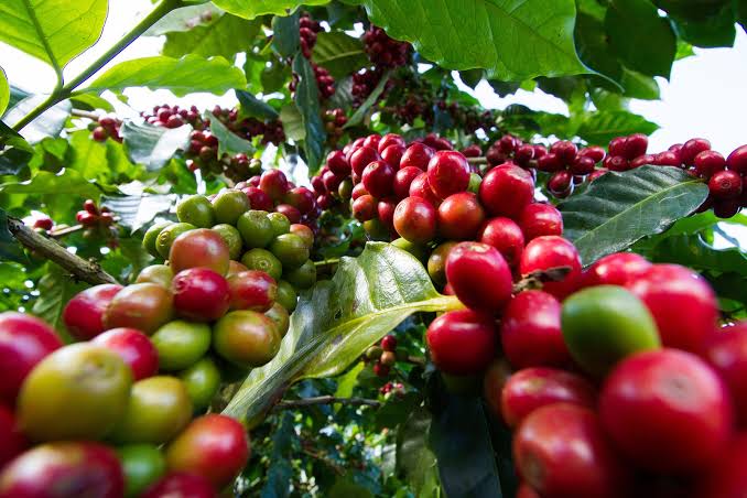 Close-up of coffee cherries ripening on a branch with glossy green leaves, showing red and green berries amidst sunlight.