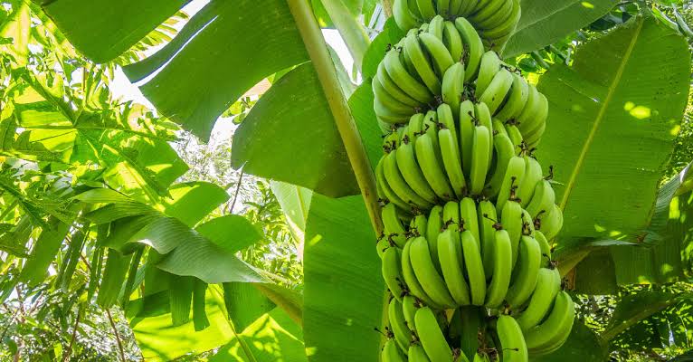 Cluster of unripe green bananas hanging from a banana plant among large tropical leaves